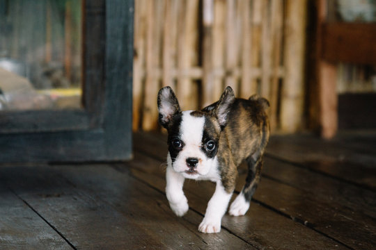 Cute puppy playing in house