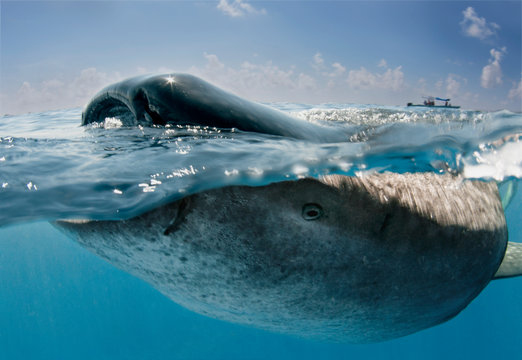 Whale Shark Feeding Time