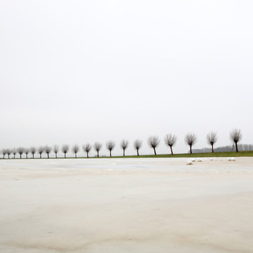 Dutch winter landscape with row of willows