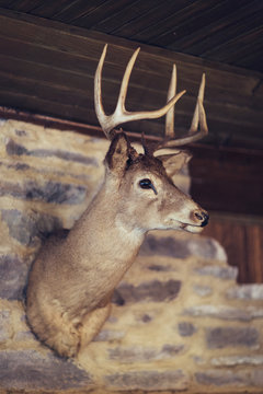 Got Deer?