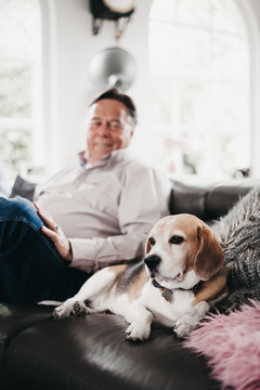 Older man looking at his beagle dog lovingly