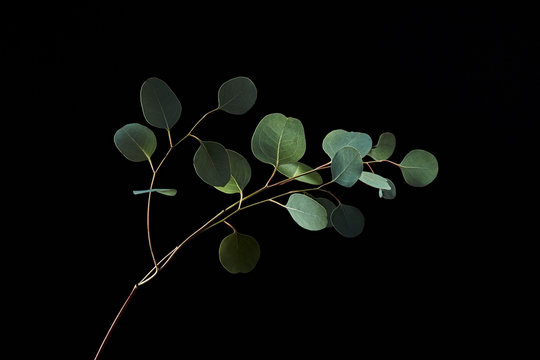 Twig with green eucalyptus leaves isolated on black background