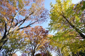 Obraz premium 色づく木々