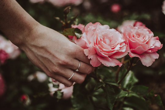 A woman hand holding a rose