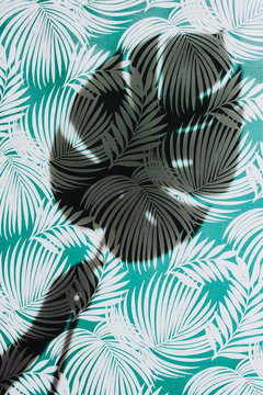 A hand shadow holding a tropical leaf