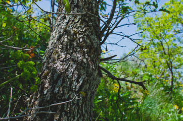The big old lump of tree bark on the tree in the woodland area. 