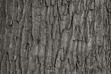 dry tree bark texture and background, nature concept © tatomm