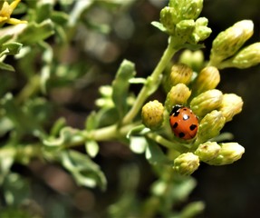 Obraz na płótnie Canvas ladybug on leaf