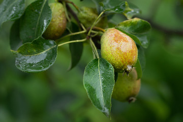 green pears on a branch with rain drops in close up