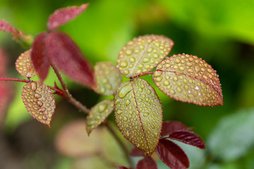 close up of tea rose leafs with rain drops in soft focus