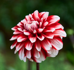 dahlia white and pink