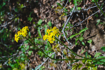 A view of the little yellow flowers growing on the dirt ground along the trail. 