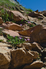 The little purple wildflowers growing on the red rocks in the hills. 