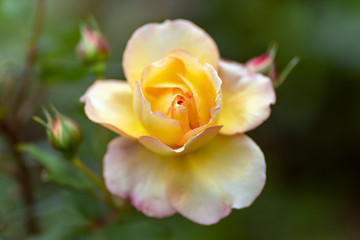 tea rose in soft focus and with rain drops close up