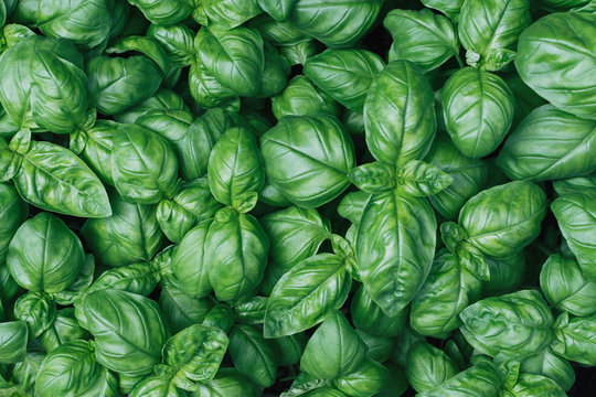 Fresh basil plants