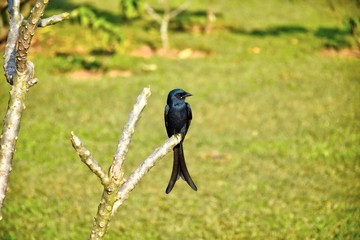 A lonely black drongo sitting on a branch