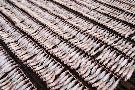 From above view of lots of fresh fish.