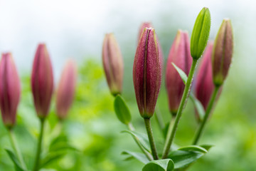 photo of lily buds in soft focus close up