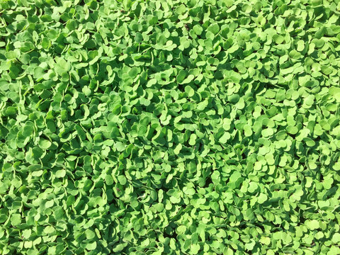Hundreds of baby green lettuce seedlings ready for planting