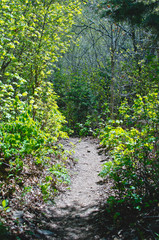 A trail path cutting through the green shrubs and trees in the woodland area. 