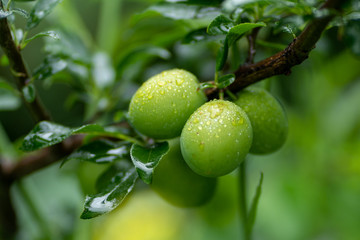 green apricots on a branch with rain drops in soft focus