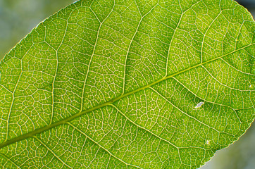 Obraz premium A see through view of the veins and stems of the green leaf. 