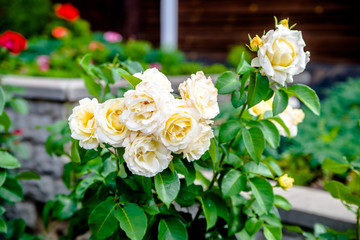 White roses blooms in summer in the city Park 