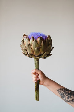 Artichoke flower