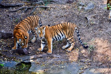 Fototapeta premium Two Royal Bengal Tigers having fun - brotherly love