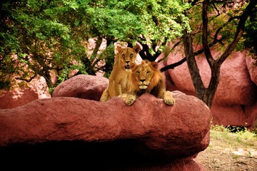 Here We Rule - A lion and his lioness survey their kingdom