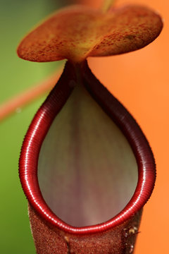 Details of carnivorous nepenthes plant. Selective and shallow focus.