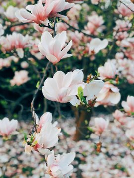 Cherry Blossoms in a park in the Spring in Prague, Czech Republic
