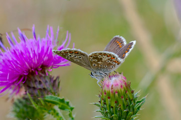 beautiful butterfly in my season garden