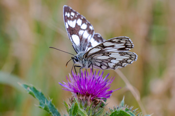 beautiful butterfly in my season garden