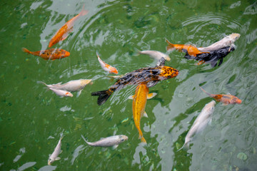Japanese fish, golden carps and koi in a pond with green water close up
