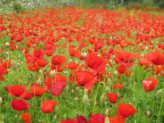 Naklejka premium mohnblumen feld