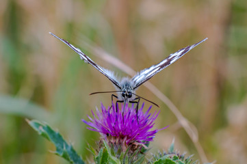 beautiful butterfly in my season garden