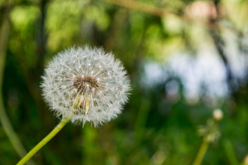 Fluffy dandelion flower on dark green background