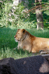 Fototapeta na wymiar Portrait of a lioness resting on the grass at the zoo in Kiev