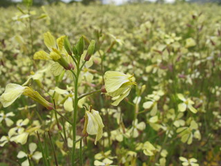 wildblumen in griechenland