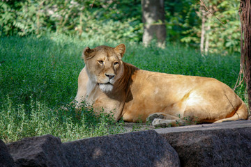 Portrait of a lioness resting on the grass at the zoo in Kiev