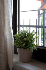 Home interior detail with potted plant behind beige curtain near window