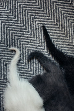 Tails of a three little kittens