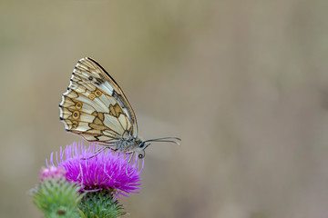 beautiful butterfly in my season garden