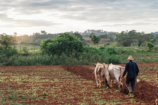 Farmer and Oxen Plow Tobacco Field.