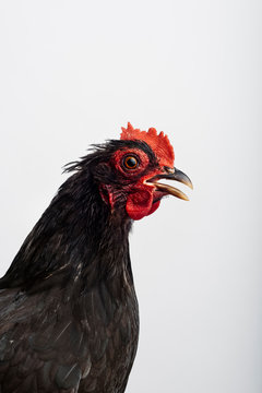 Black Bantum Hen