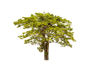 Green tree isolated on a white background. There are many branches. And a shrub.