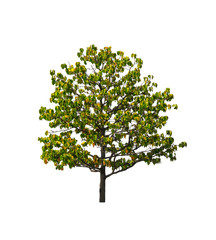 Green tree isolated on a white background. There are many branches. And a shrub.