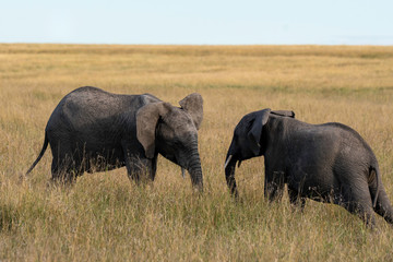 Naklejka na ściany i meble Two african elephant calfs grazing in the grasslands of Masai Mara National Park during a wildlife safari