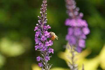 ラベンダーと蜂